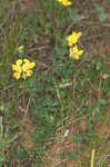 Bird's-foot trefoil